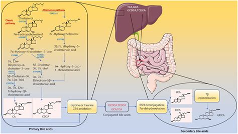 Critical Roles Of Bile Acids In Regulating Intestinal Mucosal Immune
