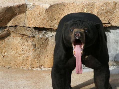 These 23 Animals Are Absolutely Stunned At What They Have Suddenly Seen