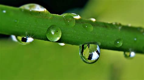 Hd Wallpaper Macro Photography Of Water Droplet On Plant Drip