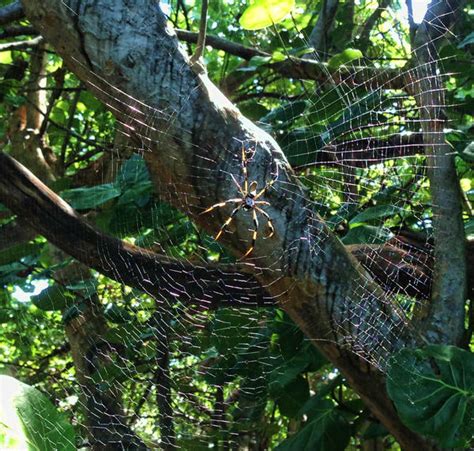 Giant Banana Spiders Are Hanging Out In A Tree Near You