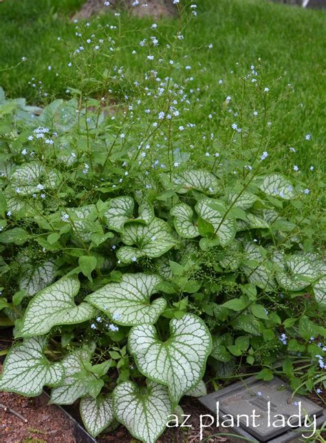 Great Shade Plant Brunnera Macrophylla Jack Frost Birds And Blooms