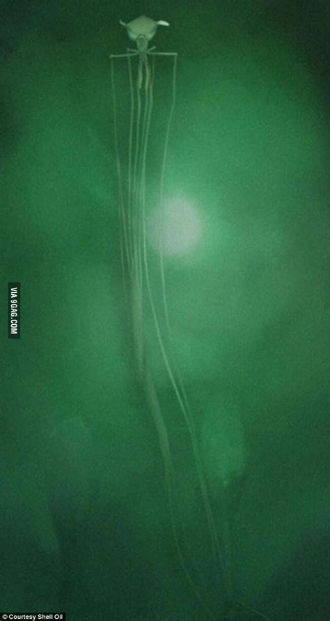 This Is A Deep See Nope Called Magnapinna Squid 9gag