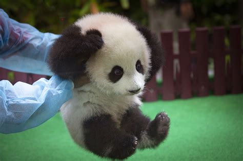 Baby Panda Photos Cub Born In Malaysia Makes Her Debut