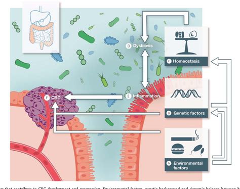Figure 4 From Microbiome And Colorectal Cancer Unraveling Host