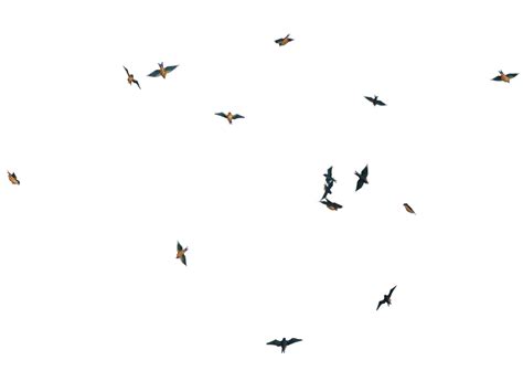 Flying Bird Png Images Transparent Free Download