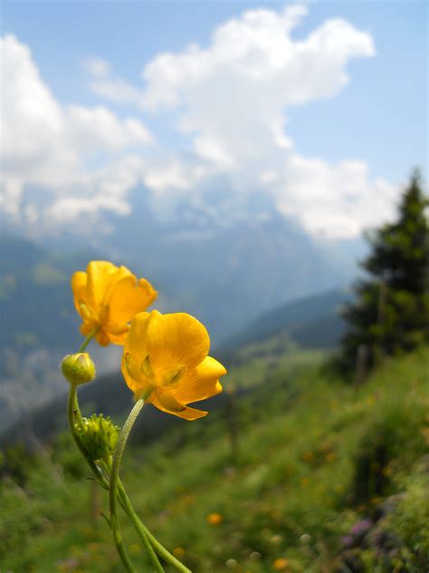 Wild Flower In The Swiss Alps Landscape Photography Nature Beautiful