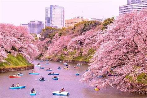 Tokyo è Scoppiata La Primavera I Sakura Regalano Unesplosione Di