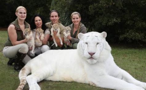 Meet These Beauties Of The Wild Nature Four Adorable Ligers Cubs Of