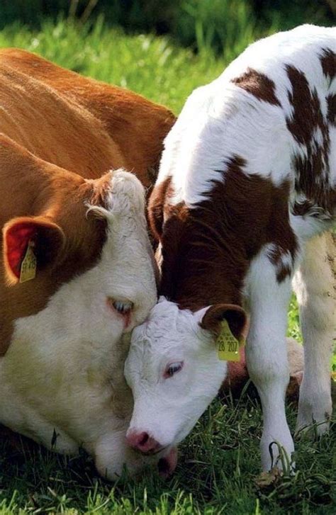 Mom And Baby Cow Baby Cows Cow Calf Cute Baby Cow