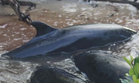 81 False Killer Whales Dead In Stranding Off Everglades