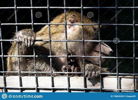 Sad Orangutan Locked In Cage A Monkey In The Zoo Editorial Stock Image