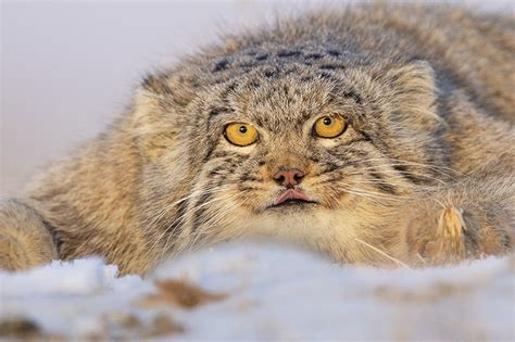 Photos Of Adorable Manul The Pallass Cat In Mongolia