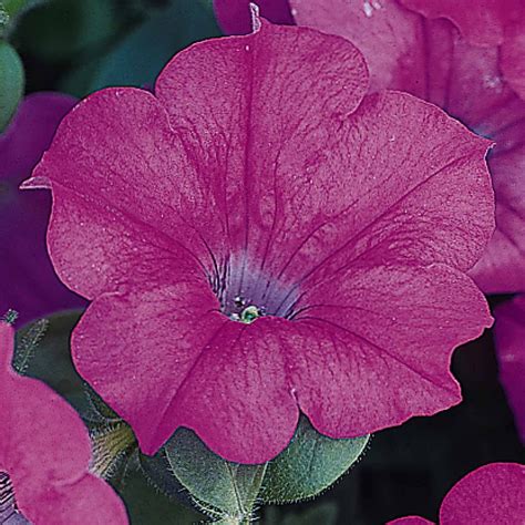 Petunia Wave Series Flower Garden Seed 100 Pelleted Seeds