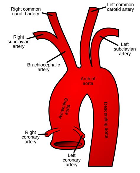 Arteră Brachiocefalică Wikipedia