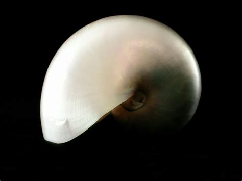 Free Stock Photo Of Chambered Nautilus Pearl Nautilus Sea