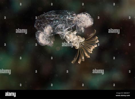 Nektonic Hi Res Stock Photography And Images Alamy