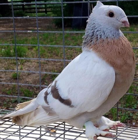 Pigeons Lots Of Breeds To Chose From Pigeon Breeds Pet Birds Pigeon