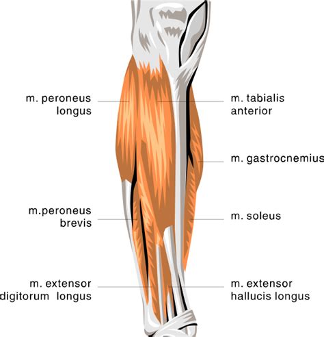 Leg Muscles Diagram Muscles Of The Leg And Foot Classic Human