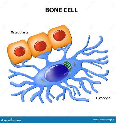 Bone Cell Osteocyte