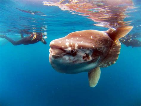 Pin On Mola Mola Fish The Ocean Sunfish Mola Mola Or Common Mola