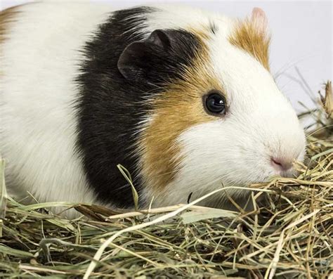Guinea Pigs Need Lots Of Space To Exercise The More The Better She