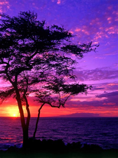 Free Download Beach Purple Sunset Wallpaper Hd 2355 Wallpaper Cool