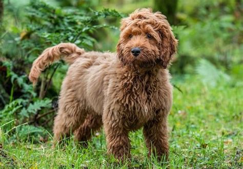 Top 37 Poodle Mixes The A Z Poodle Mix Breed List All Things Dogs