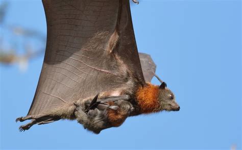 Baby On Board Baby Bats Fruit Bat Animals