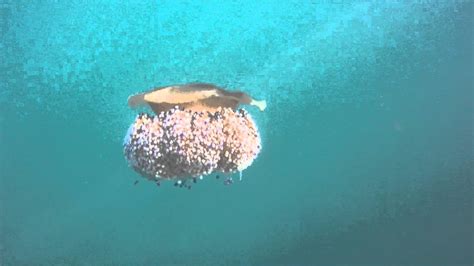 What kind of jellyfish is a fried egg? Fried Egg Jellyfish or Medusa Huevo Frito (Cotylorhiza ...