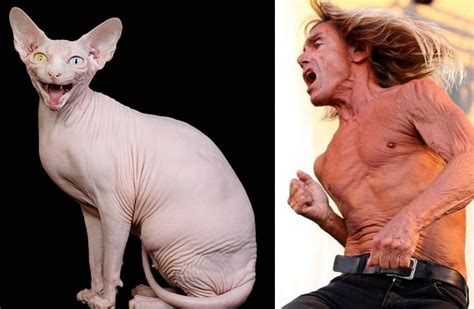 10 Incredible Cats That Look Like Famous People Page 3 Of 5