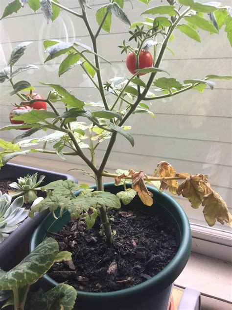Hi Everyone My Cherry Tomato Plant Is Growing Beautiful Tomatoes And Looks Healthy Except For