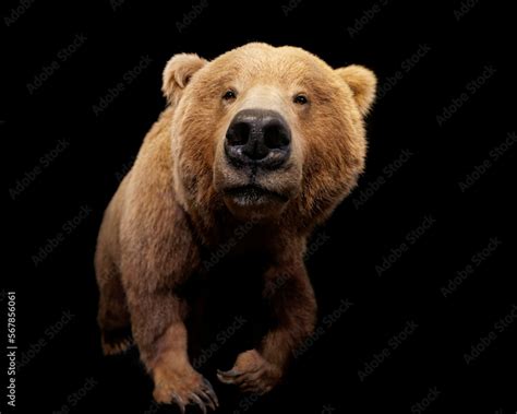 Grizzly Bear Ursus Arctos Horribilis Aka North American Brown Bear