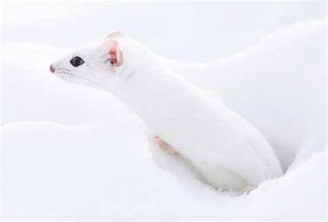 Winter Weasel Cute Animals Animals Paw