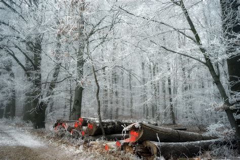 Wallpaper Id 131011 Wood Cold Winter Trees Outdoors Free Download