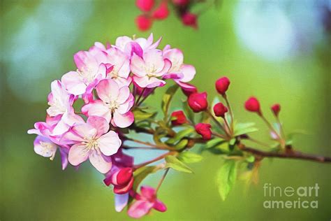 Pink Crabapple Blossoms Photograph By Sharon Mcconnell Fine Art America