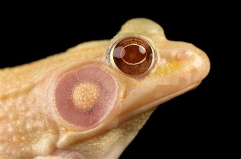 12 Bizarre Frogs For World Frog Day Animaux Albinos Animaux Grenouille