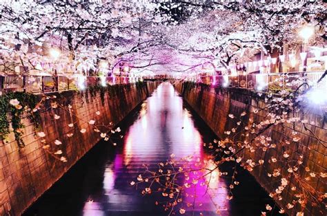 Visit Japan The Meguro River In Tokyo Turns Into A Tunnel Of Cherry