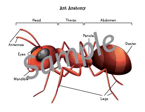 Label The Parts Of An Ant Template F 2 Topics Twinkl Ph