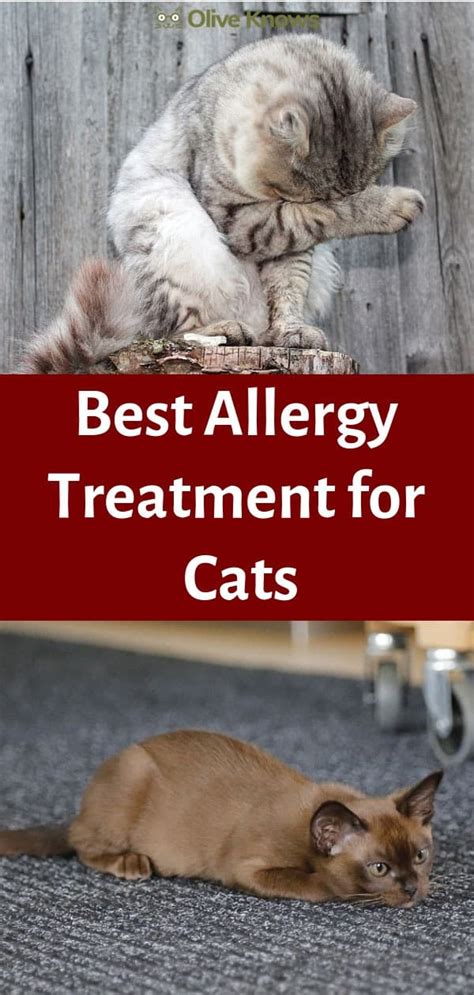 Best Allergy Treatment For Cats Oliveknows