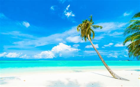 Download Wallpapers Blue Lagoon Beach Tropical Island