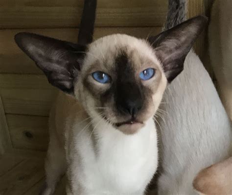 Castrated Registered Seal Point Siamese Kitten Halstead
