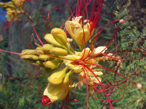 Caesalpinia mexicana (Mexican Bird of Paradise) | Birds of paradise