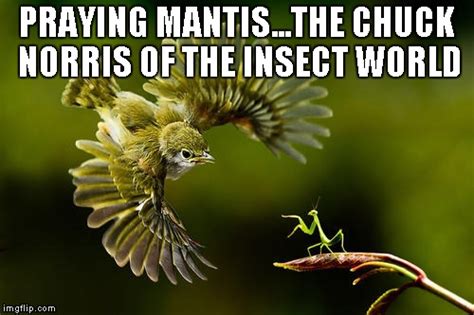 The Praying Mantis Is One Bad Ass Bug Imgflip