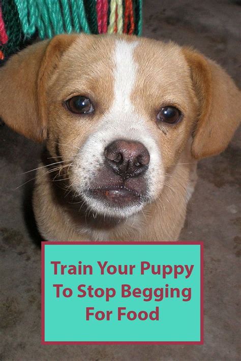 How To Stop Your Dog Begging For Food Training Your Puppy Pampered