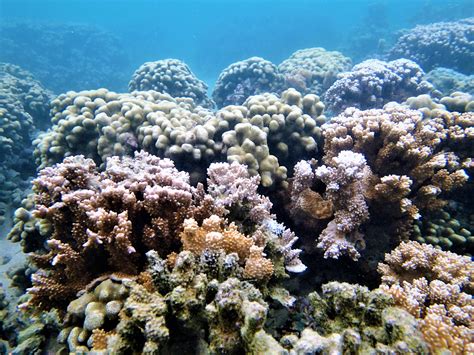 Coral Reefs Marine Corps Base Hawaii News Article Display