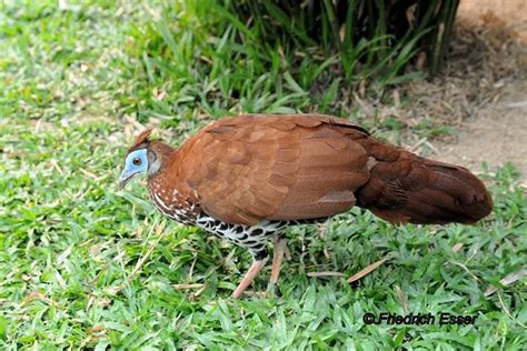 Malayan Or Vieillots Crested Fireback Lophura Ignita Rufa Friedrich