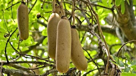 Herbs Treat And Taste Sausage Tree Traditional Medical