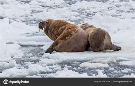 Walruses Lying Ice Arctic Landscape — Stock Photo © Jendevos 249810474