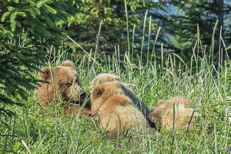 Triplet Bear Cubs Nursing No 1 By Belinda Greb Bear Cubs Pet Birds