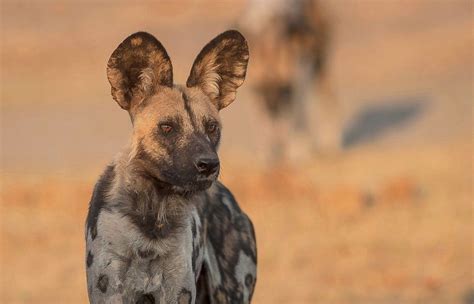 Africas Painted Wolves Wild Dogs Africa Geographic In 2022 Wild